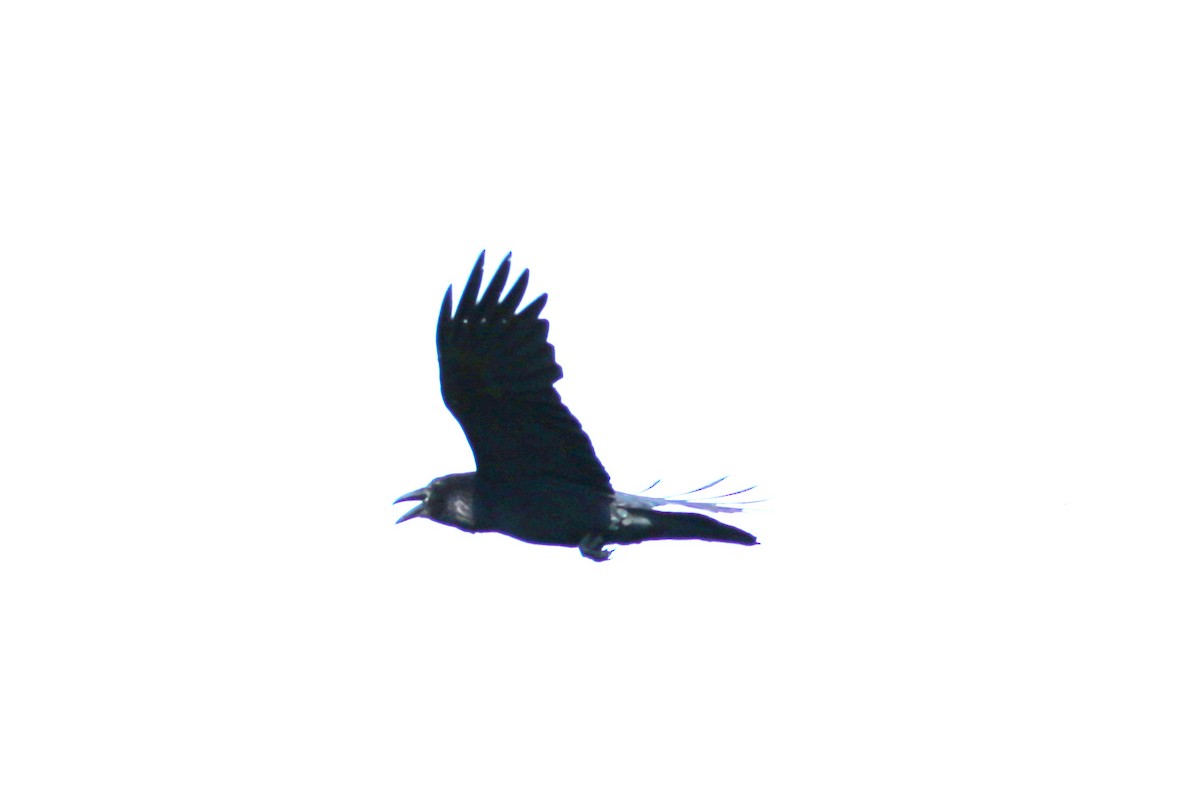 American Crow - ML571005921
