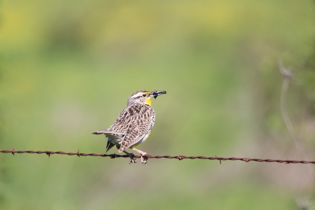 Western Meadowlark - Deanna Emig