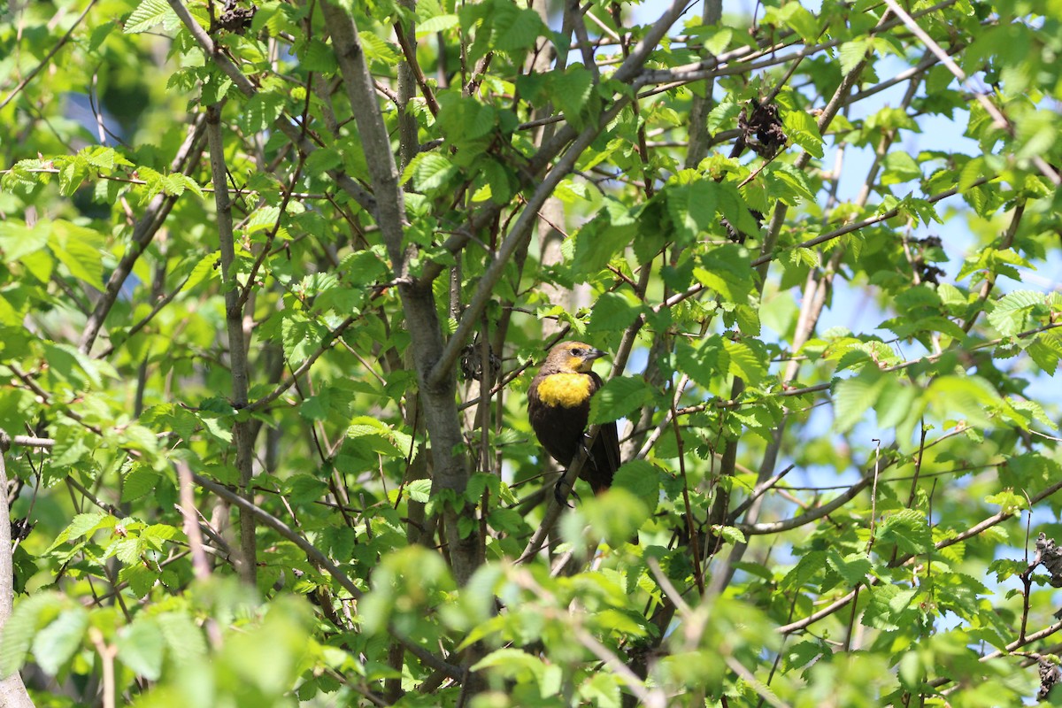Yellow-headed Blackbird - ML571006781