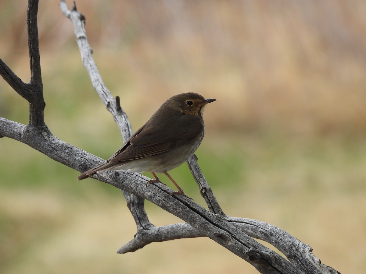 Swainson's Thrush - ML571007011