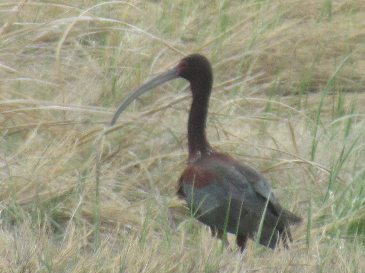 ibis americký - ML571007911