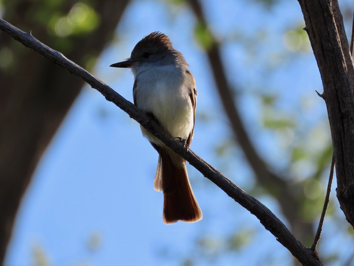 Ash-throated Flycatcher - ML571008491