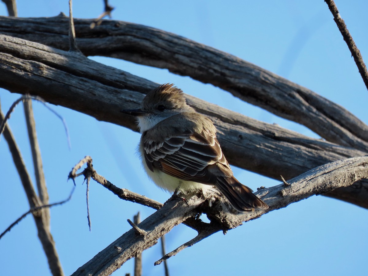 Ash-throated Flycatcher - ML571008611
