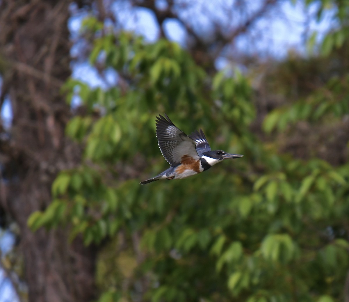 Belted Kingfisher - Paul Nielson