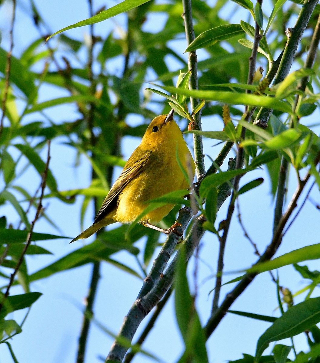 Yellow Warbler - ML571010031