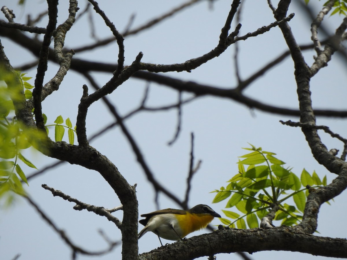 Flötenstärling - ML571010071