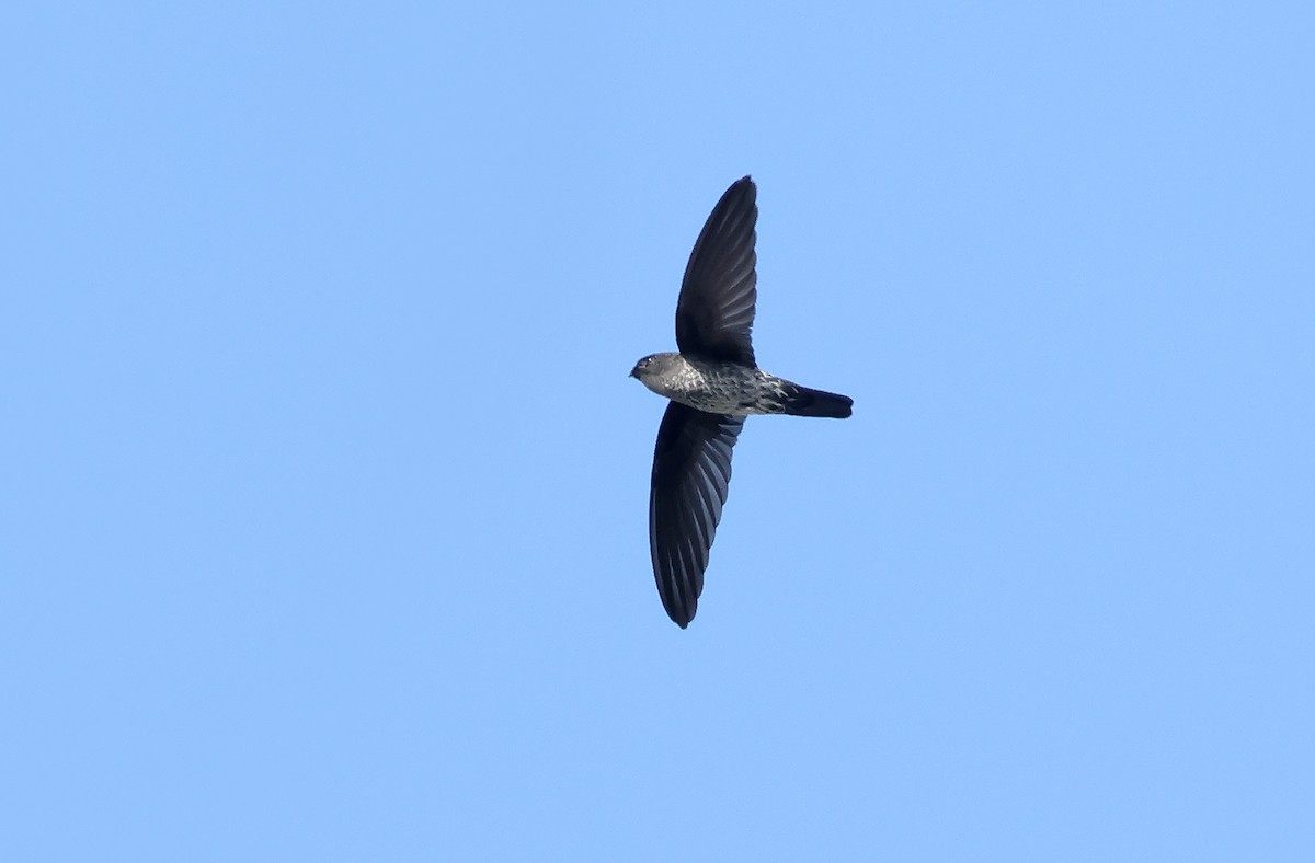 Gray-rumped Swiftlet - Robert Hutchinson