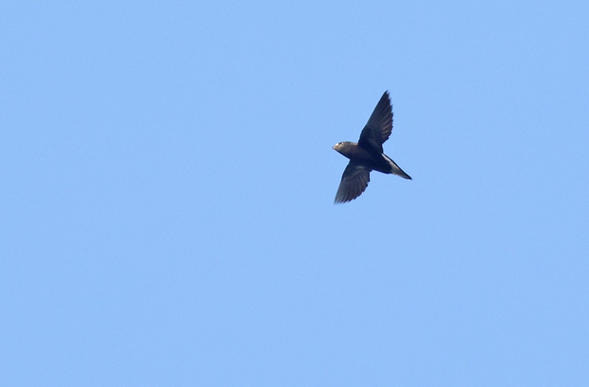 Purple Needletail - ML571010241