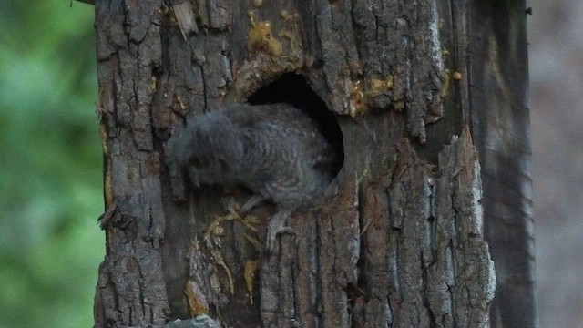 Eastern Screech-Owl - ML571010561