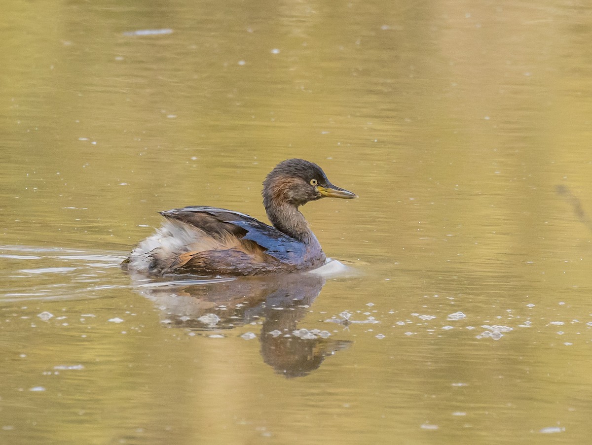 Australasian Grebe - ML571010581