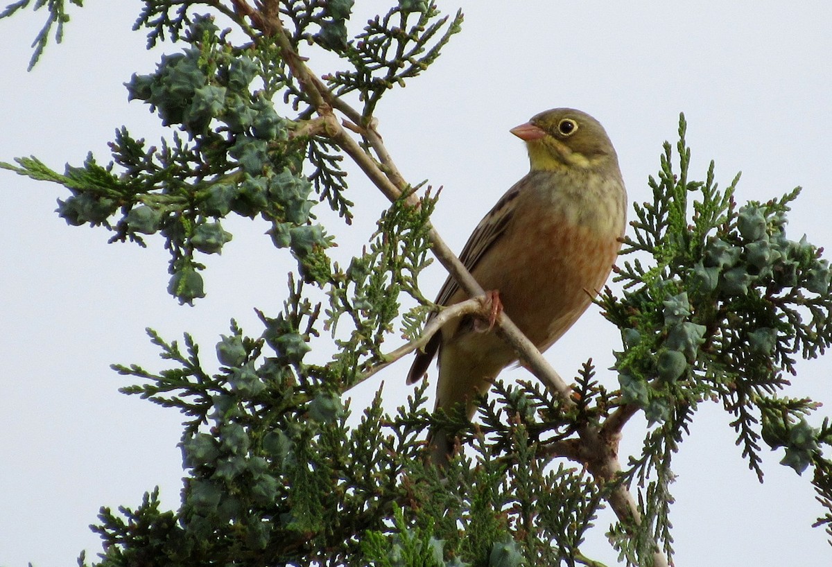 Ortolan Bunting - ML57101071