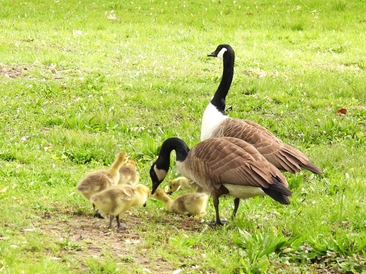 Канад галуу - ML571010861