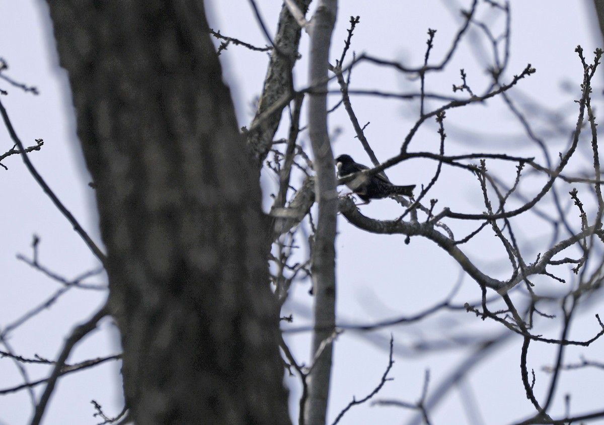 European Starling - ML571011271