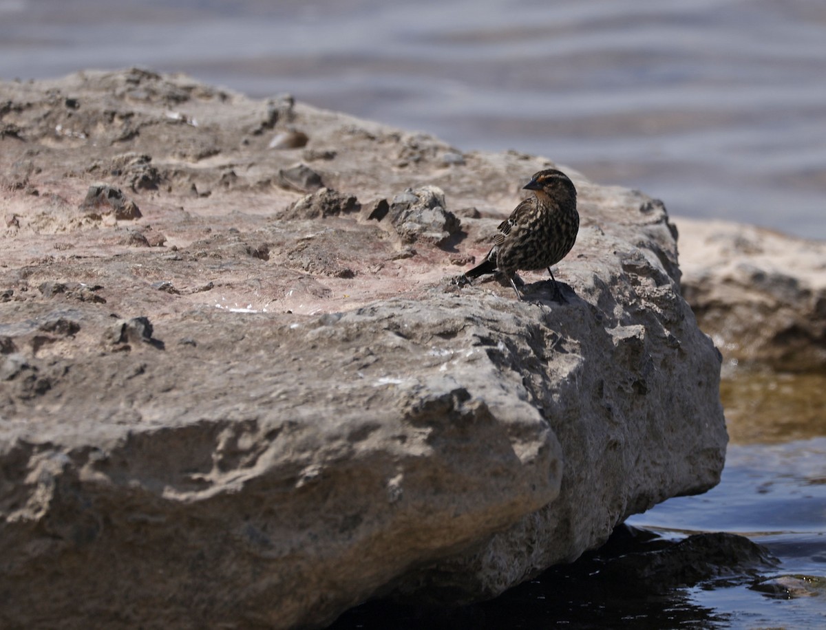 Red-winged Blackbird - ML571011441