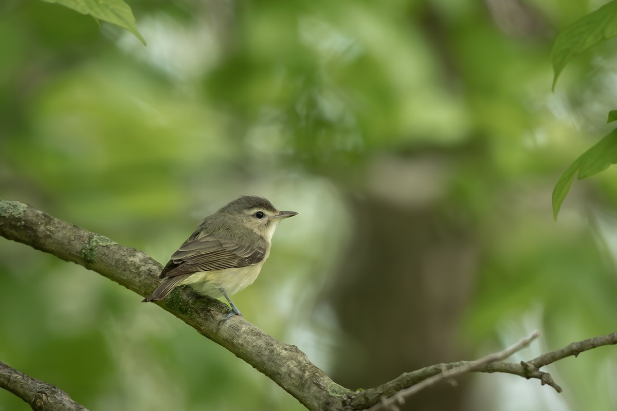 Sängervireo - ML571011981
