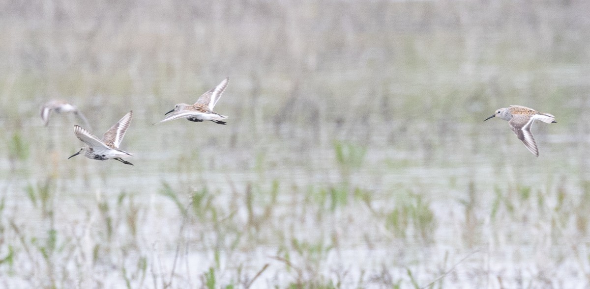 Dunlin - ML571012471