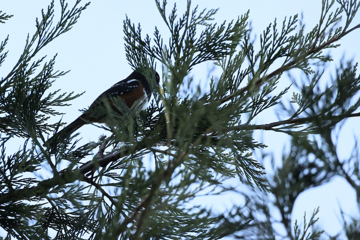 Spotted Towhee (maculatus Group) - ML571012711