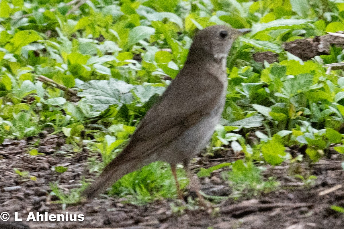 Gray-cheeked Thrush - ML571012801