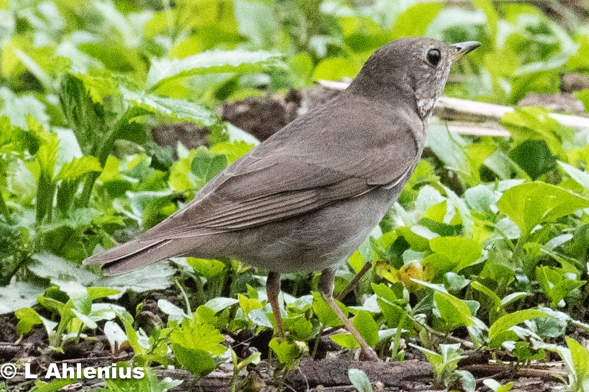 Gray-cheeked Thrush - ML571012891