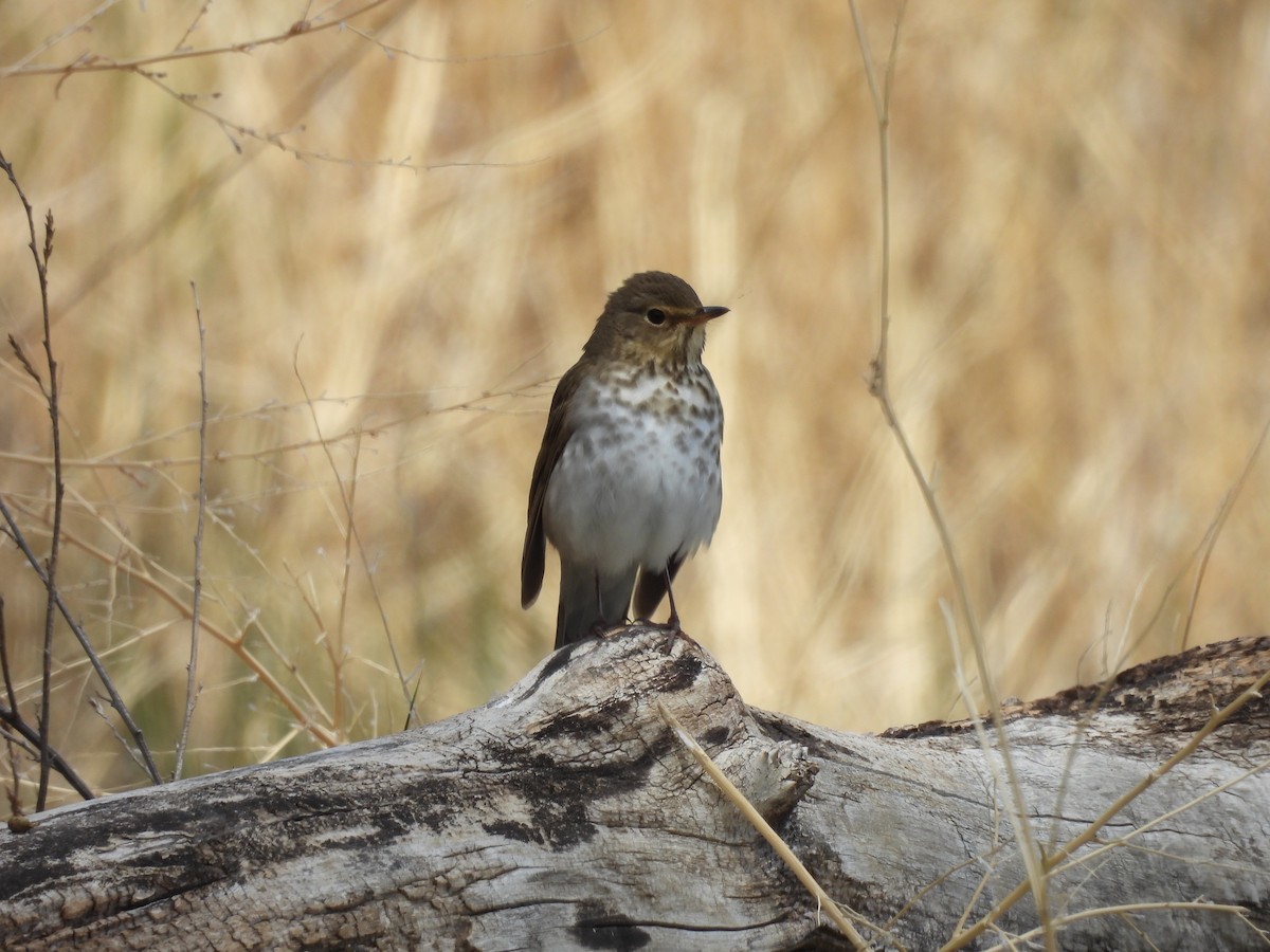 Swainson's Thrush - ML571012971