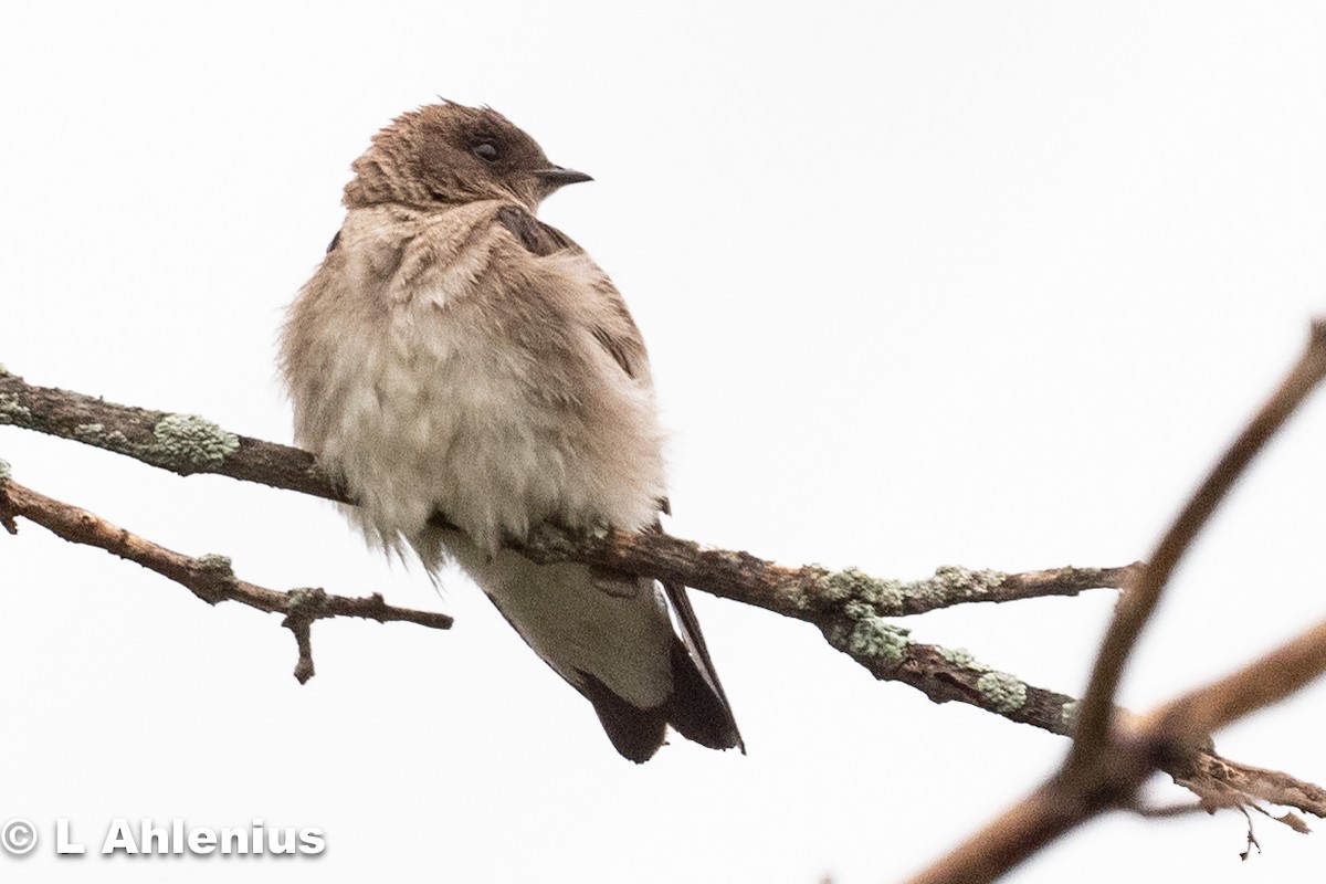 Northern Rough-winged Swallow - ML571012981