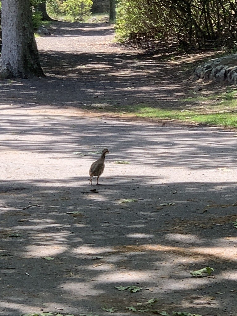 Chukar - ML571013571