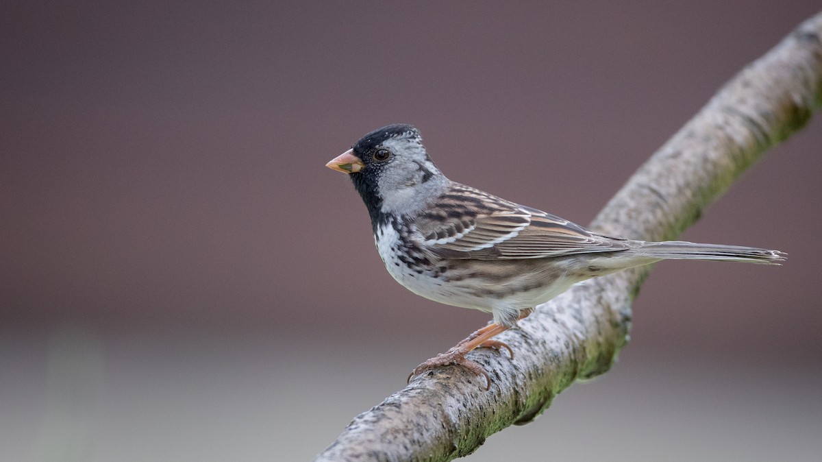 Harris's Sparrow - Ian Davies