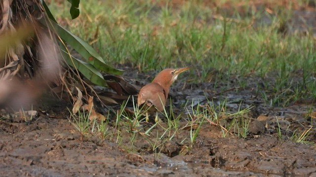 Cinnamon Bittern - ML571014591