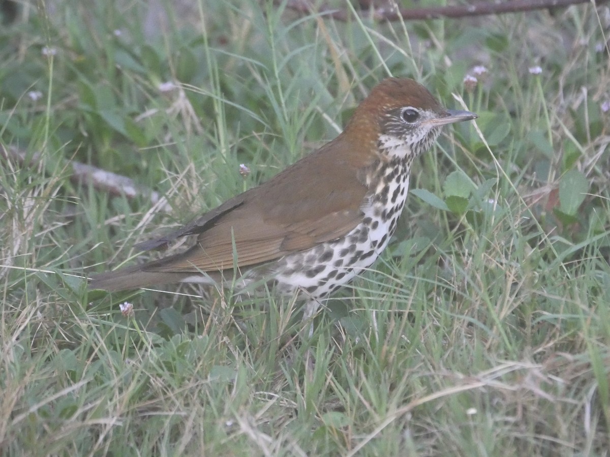 Wood Thrush - ML571014611
