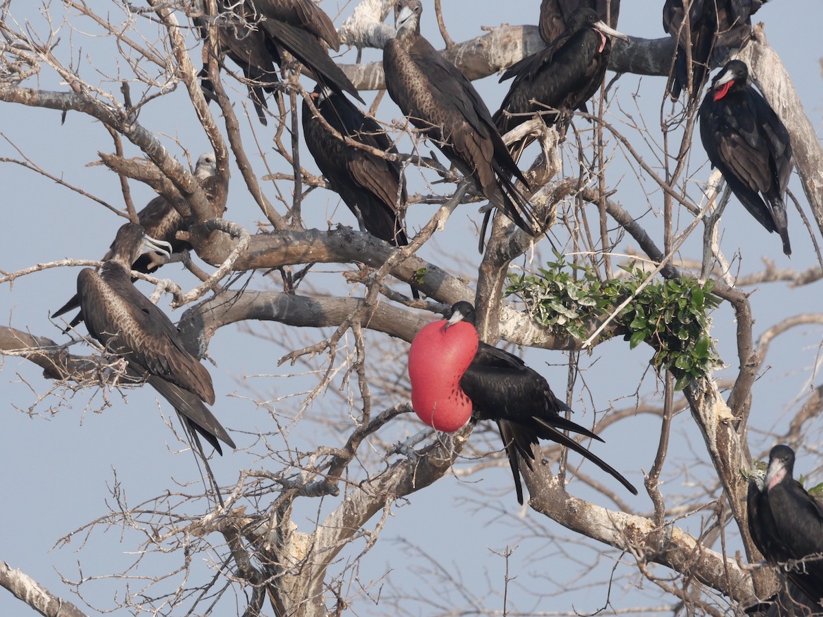 Magnificent Frigatebird - ML571015231