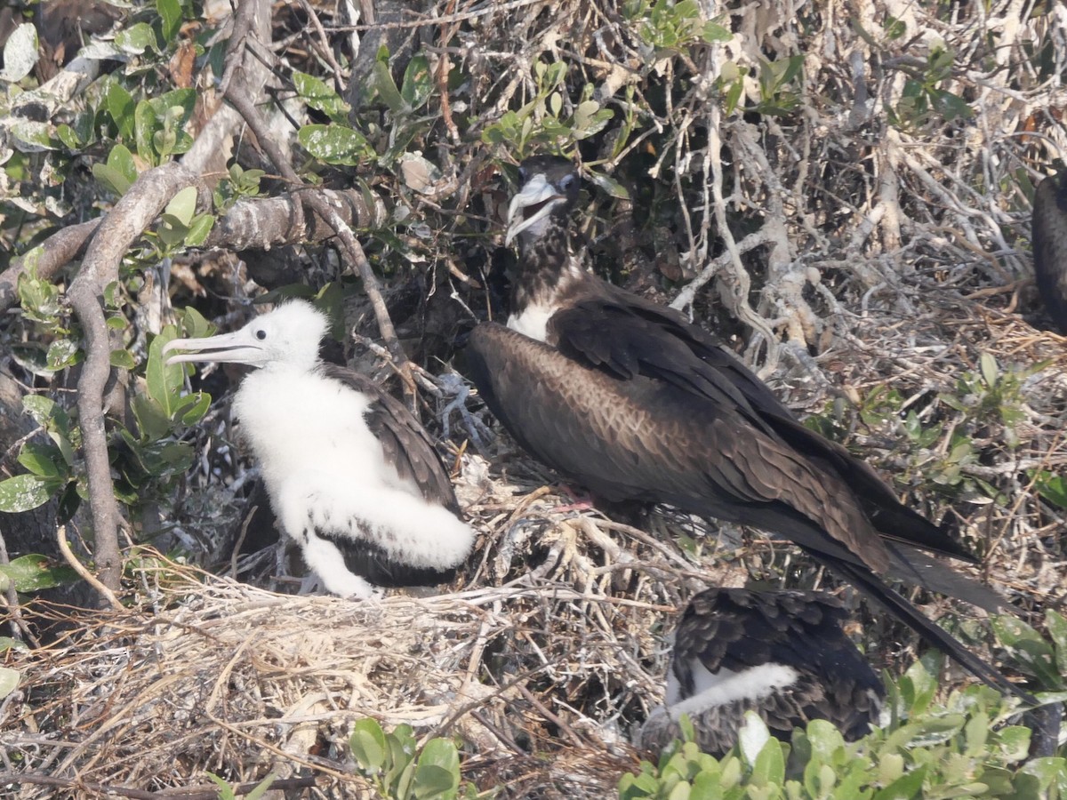 Magnificent Frigatebird - ML571015251