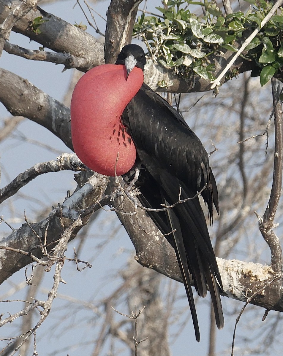 Magnificent Frigatebird - ML571015261