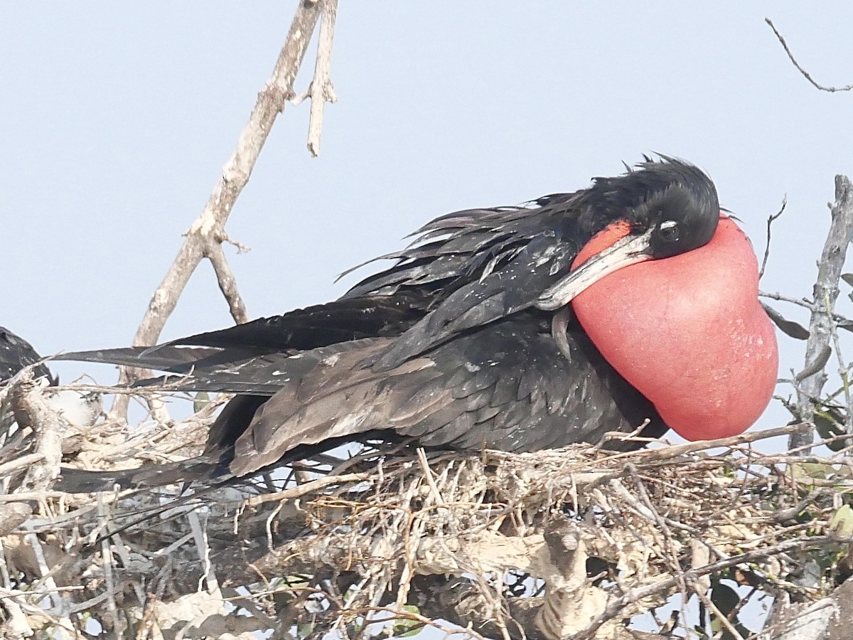 Magnificent Frigatebird - ML571015271