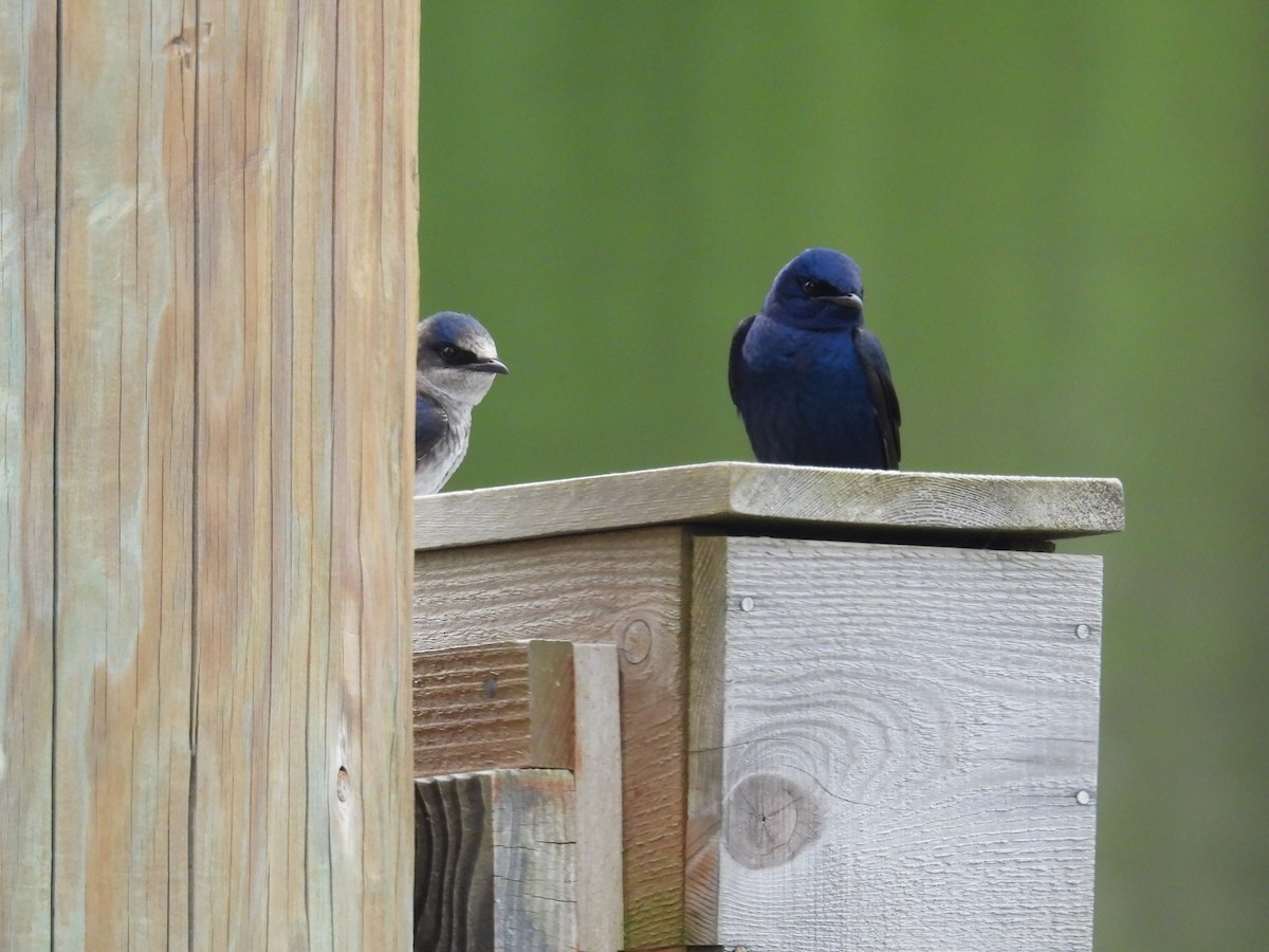 Purple Martin - ML571015571