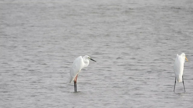 Great Egret - ML571015621