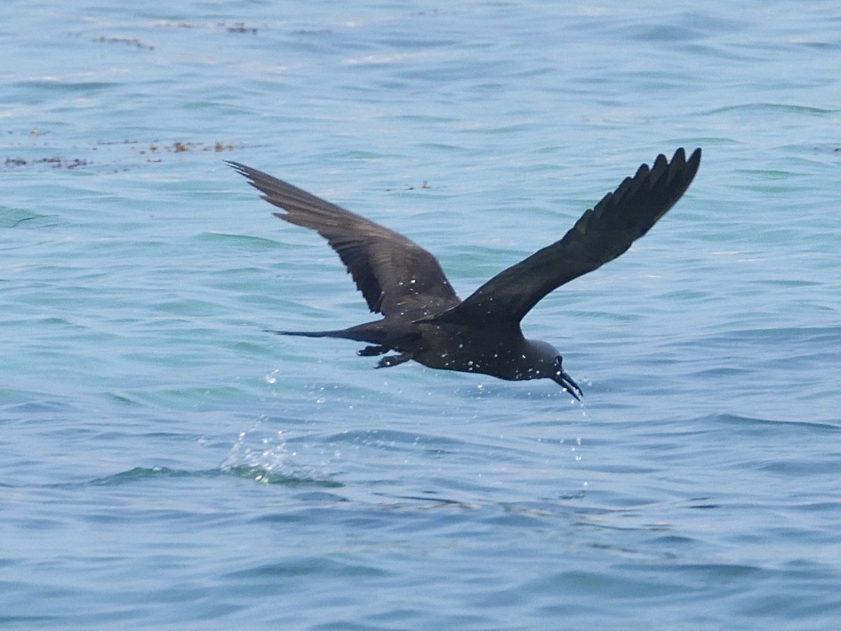 Brown Noddy - ML571016611