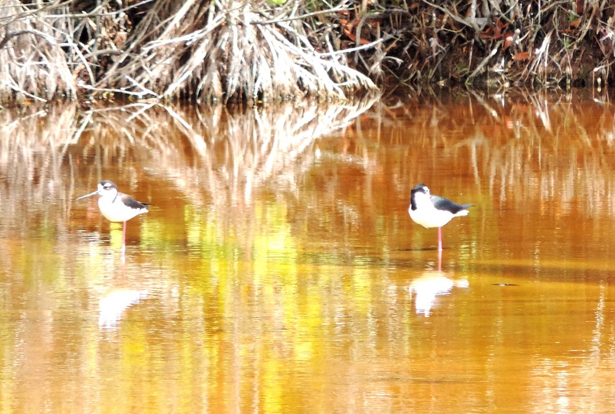 Schwarznacken-Stelzenläufer (mexicanus) - ML57101771