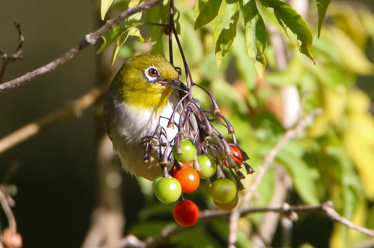 Silvereye - Sandra Gallienne