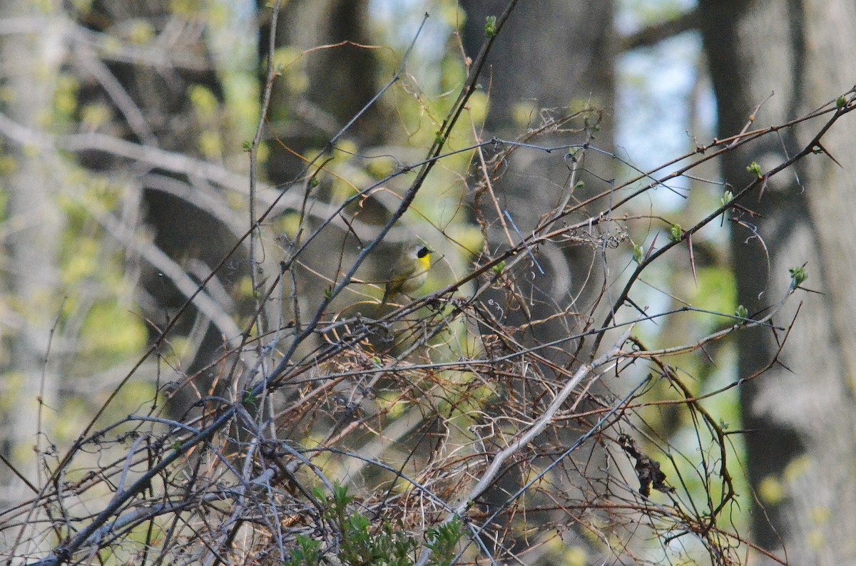 Common Yellowthroat - ML57101891