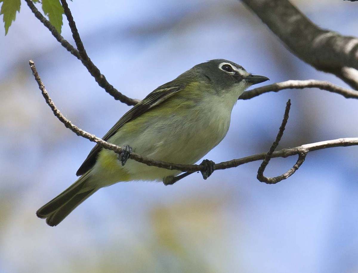 Mavi Başlı Vireo - ML571019021