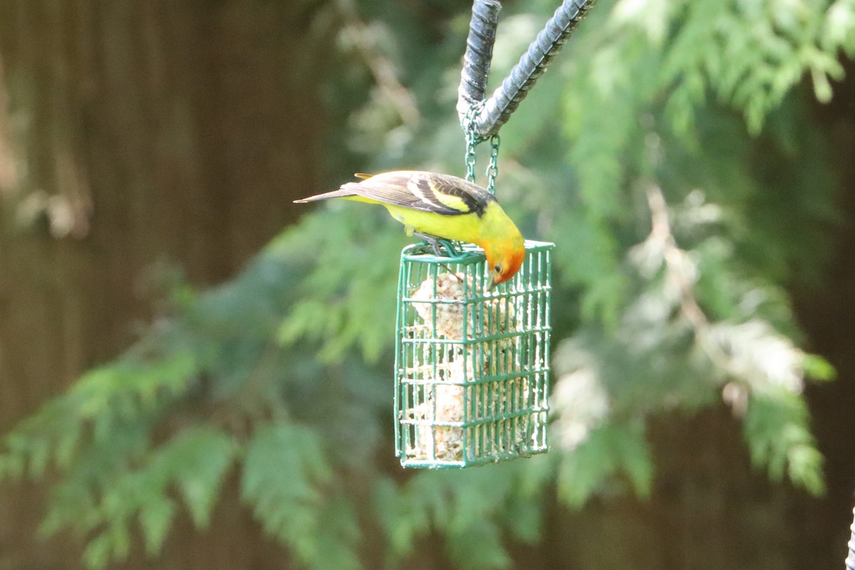 Western Tanager - ML571019371