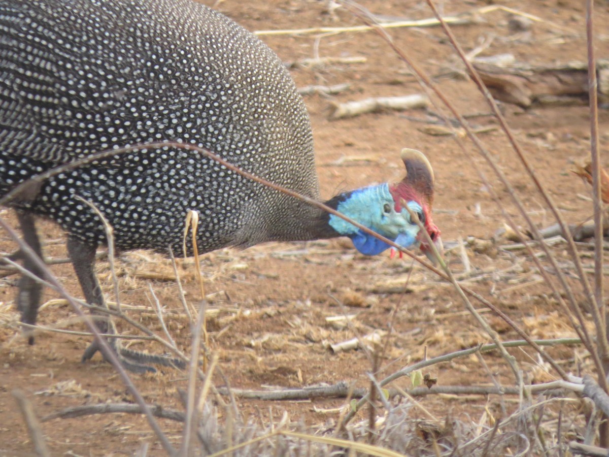 Helmeted Guineafowl - ML571019791