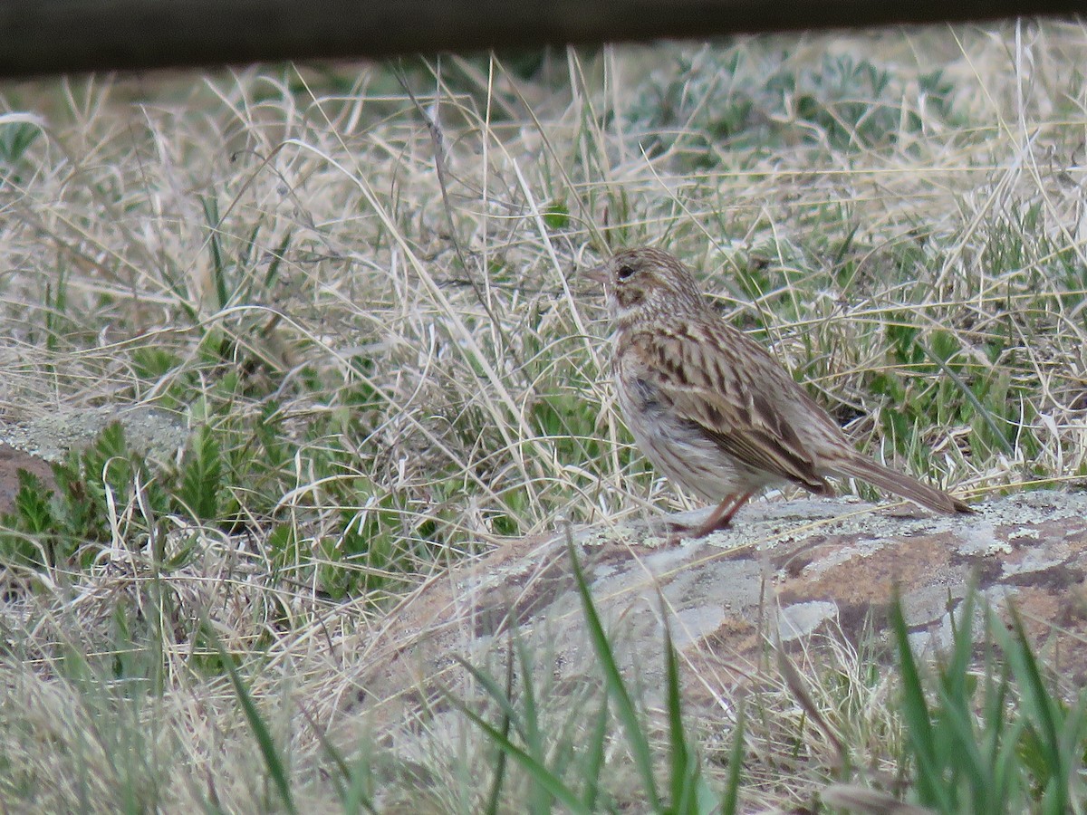 Vesper Sparrow - ML571020341