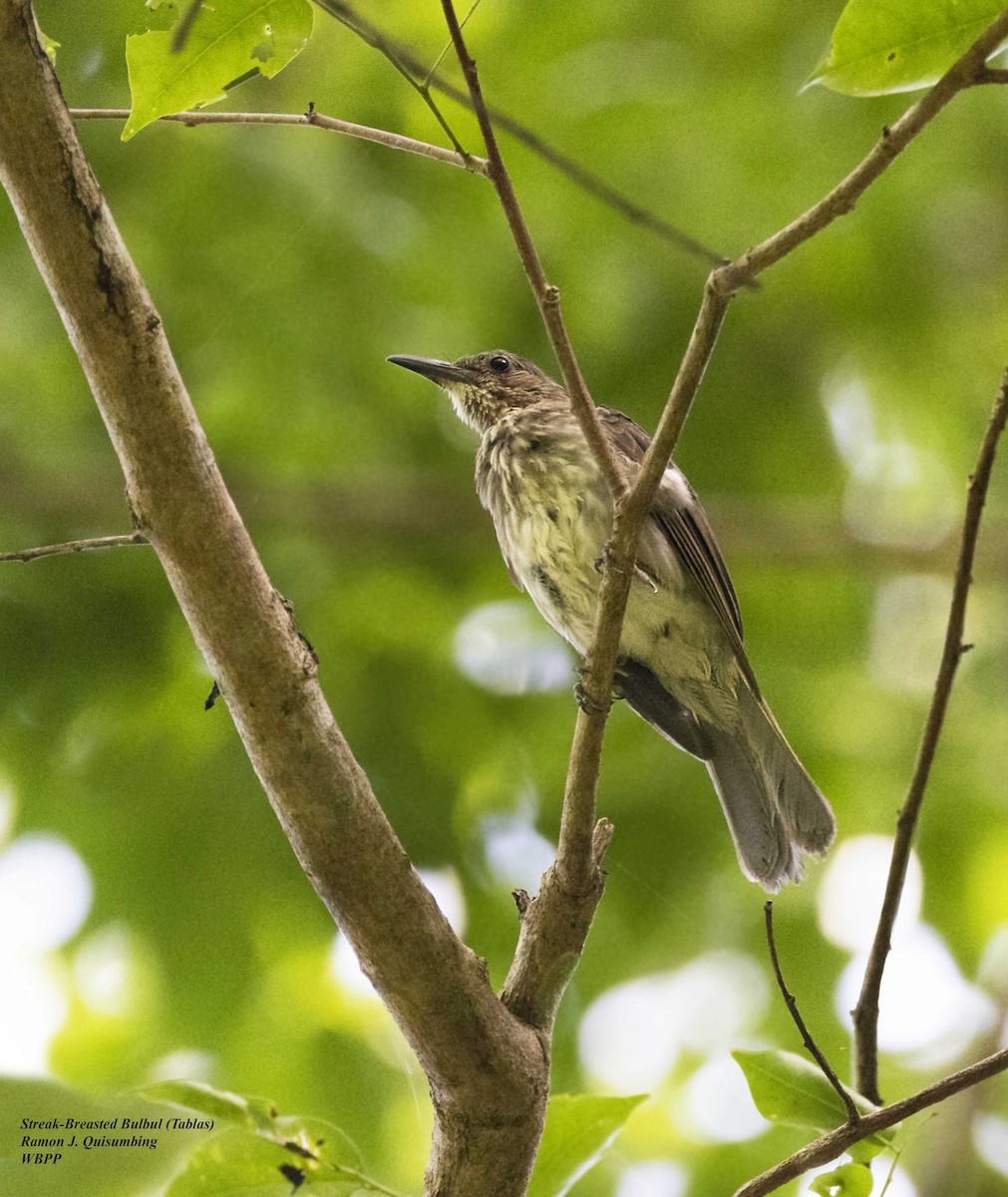 Streak-breasted Bulbul (Tablas) - ML571020371