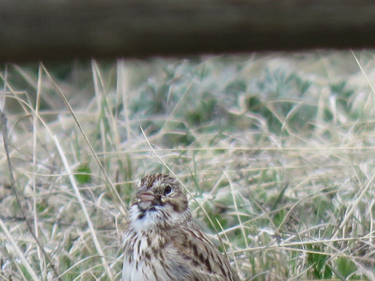 Vesper Sparrow - ML571020411