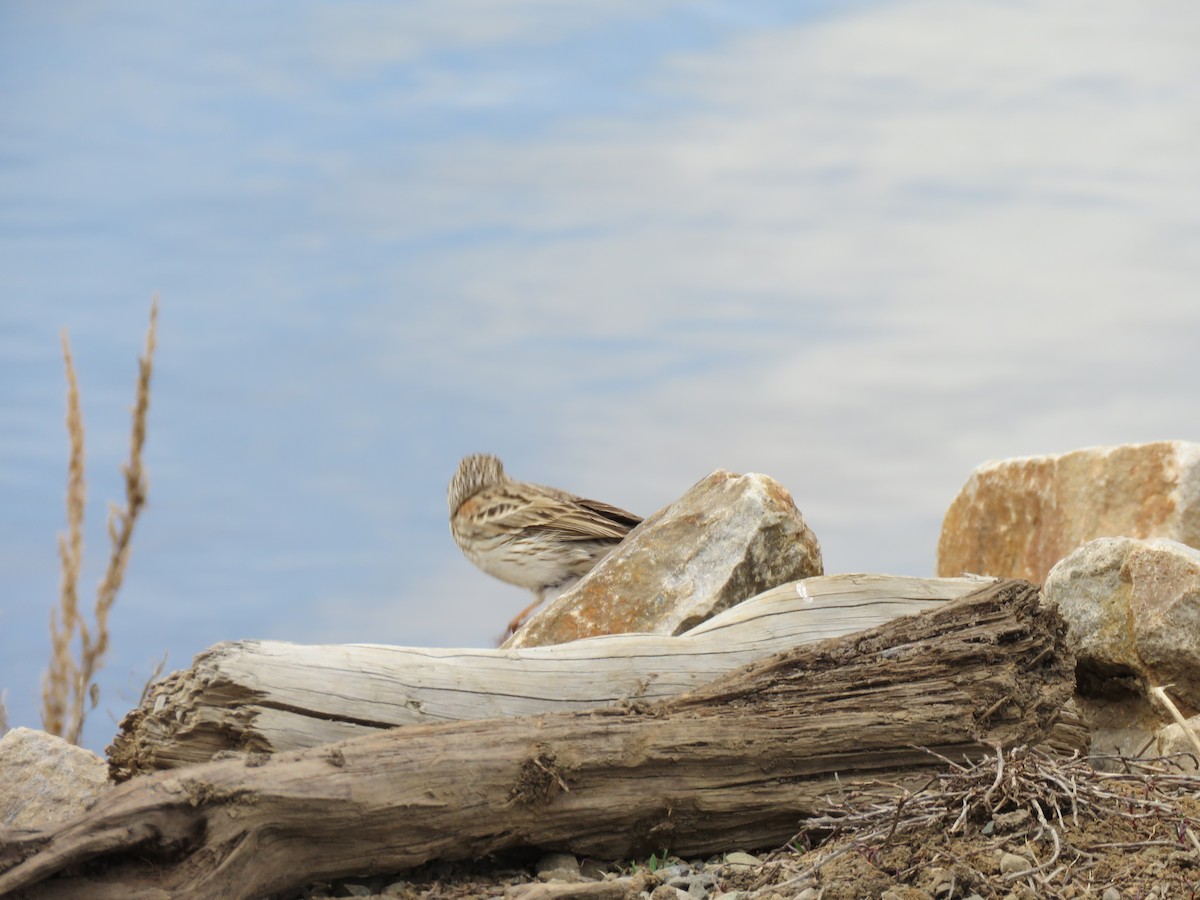 Vesper Sparrow - ML571020451