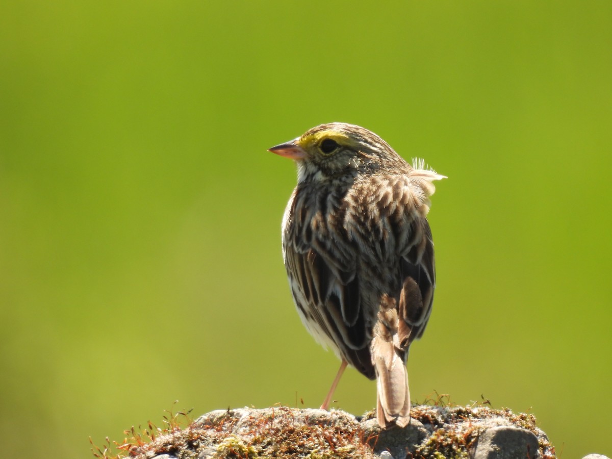 Savannah Sparrow - ML571020631