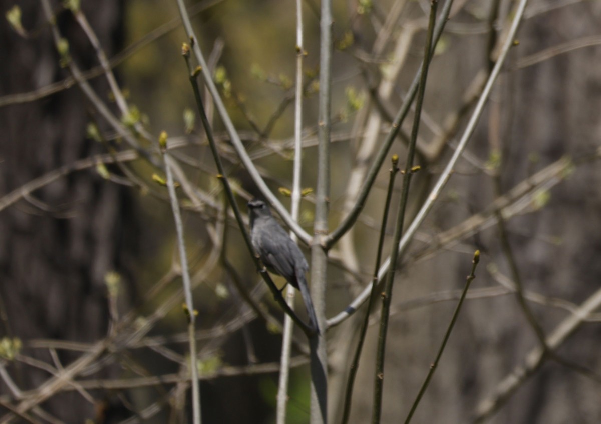 Gray Catbird - ML571022241