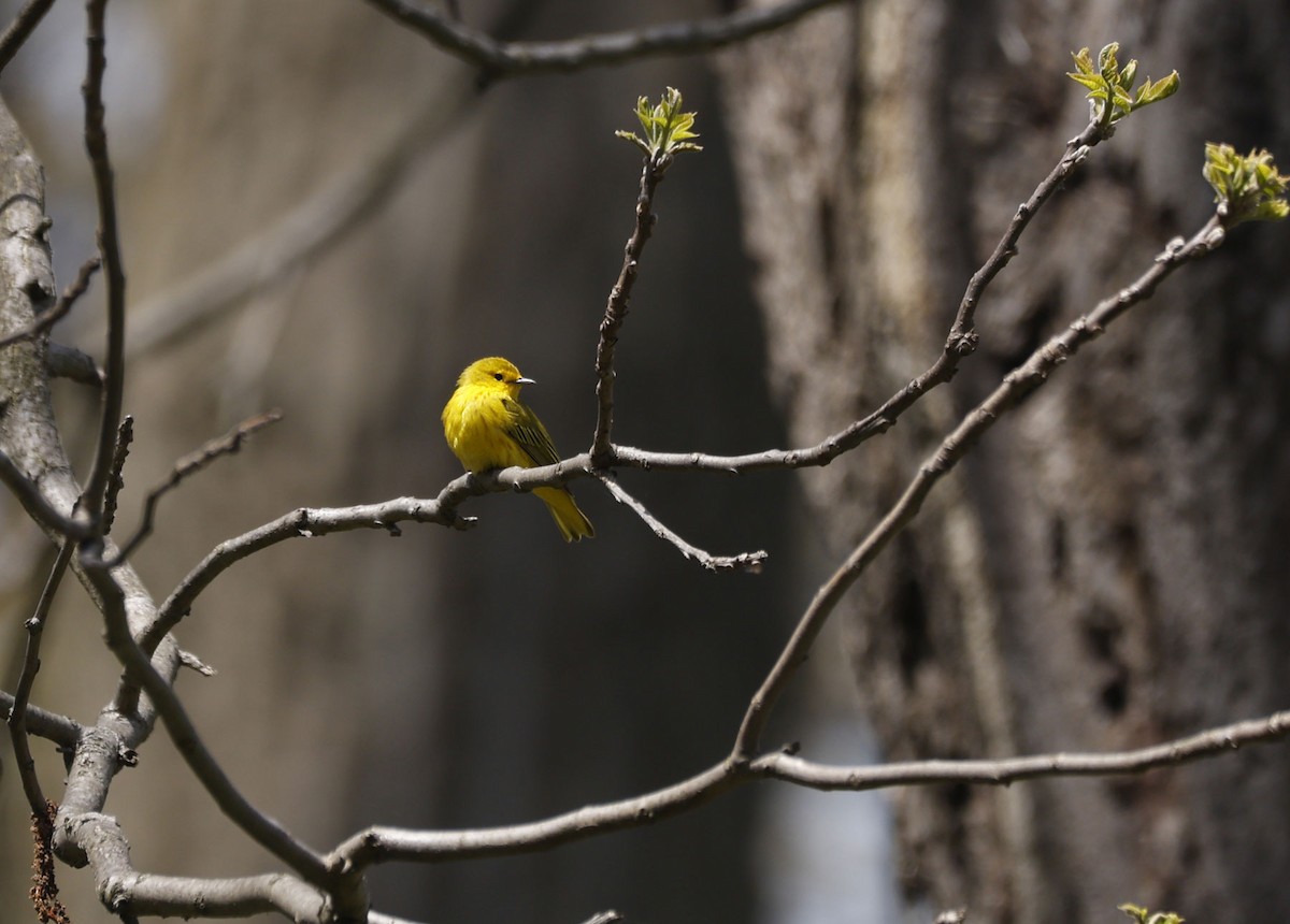 Yellow Warbler - ML571022481