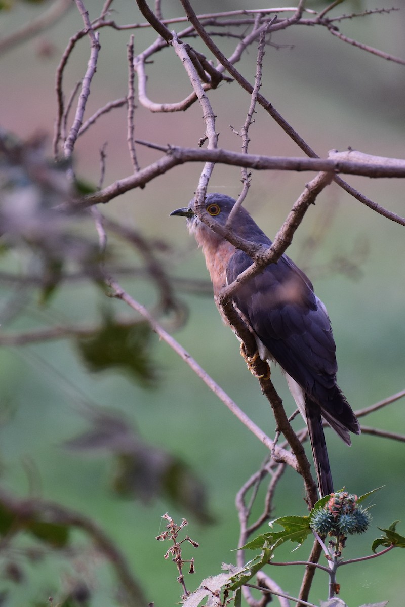 Common Hawk-Cuckoo - AVINASH SHARMA